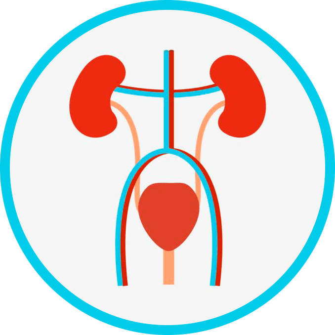 Anatomia sistemului genito-urinar